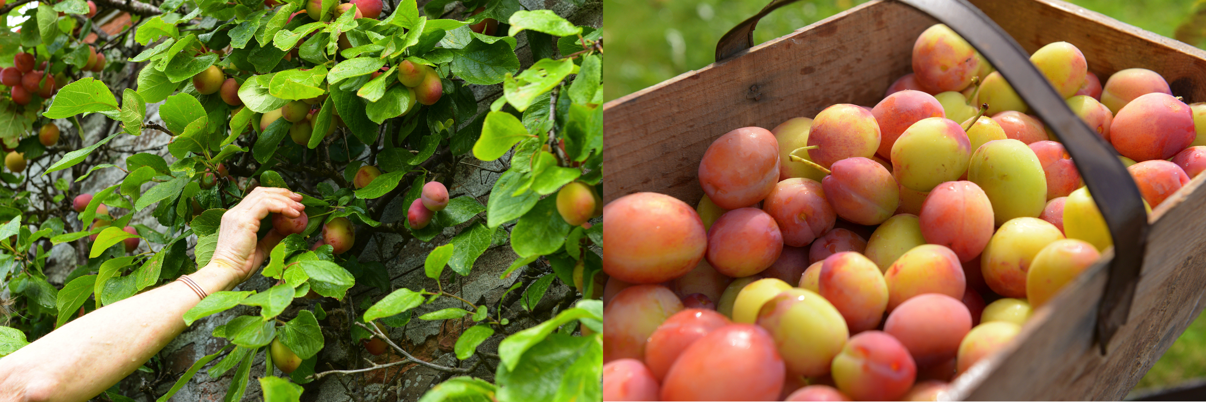Gordon Castle&#8217;s own variety of Scottish plums are freshly harvested from our award-winning Walled Garden, ready for purchase in their potting shed and to use in their Café!