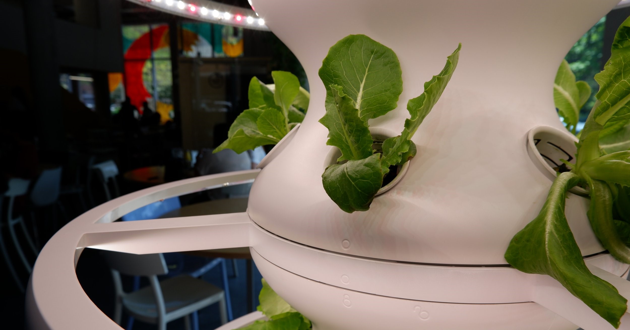 Sustainable Hotel Food / Indoor Farming for Restaurants / Hotel Indoor Farming